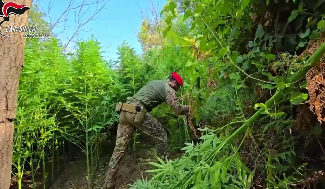 Careri, sequestrata piantagione di marijuana: un arresto