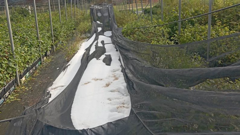 Violenta grandinata a Soveria Mannelli, danni ingenti alle colture del Reventino