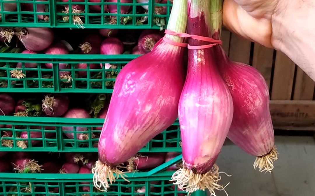 Pesticidi nelle cipolle, inchiesta della Procura di Paola