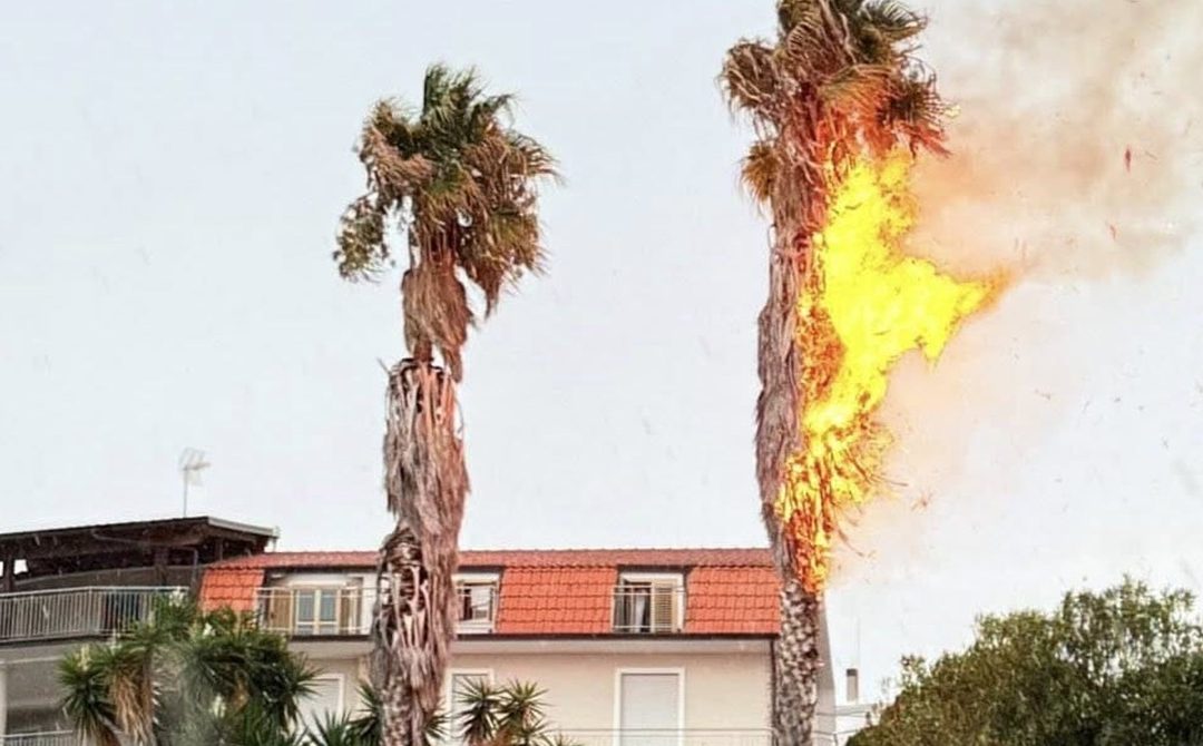 La palma in fiamme dopo essere stata colpita dal fulmine