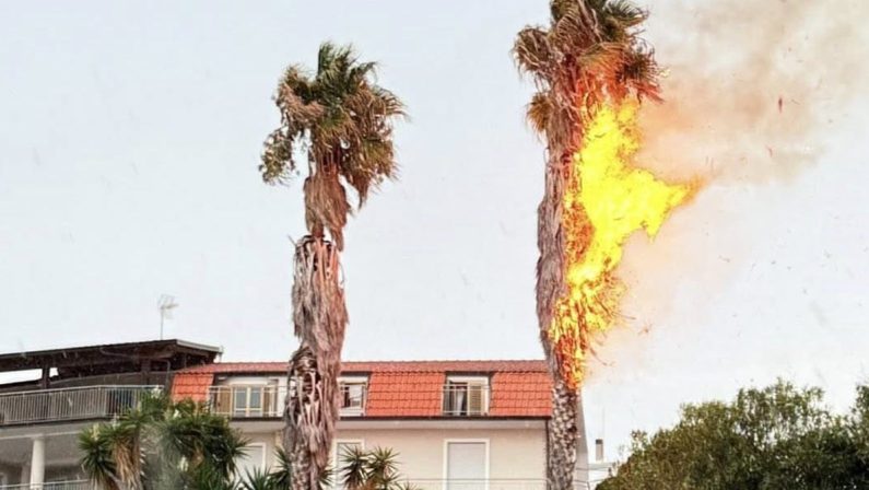 Un fulmine colpisce una palma, paura ad Amantea