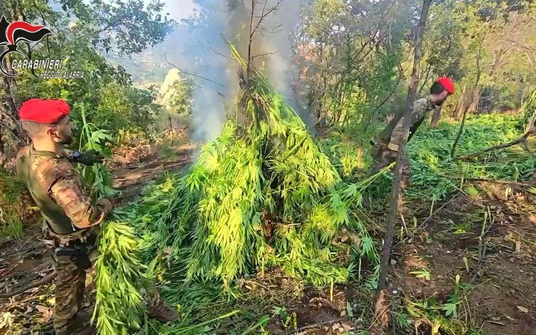 Maxi piantagione di marijuana scoperta nella Locride