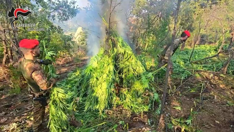 Maxi piantagione di marijuana scoperta nella Locride