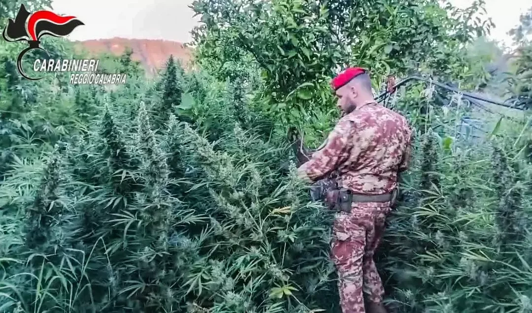 I Carabinieri scoprono una piantagione di cannabis e un deposito di armi nel Reggino