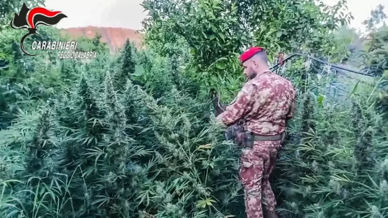 I Carabinieri scoprono una piantagione di cannabis e un deposito di armi nel Reggino