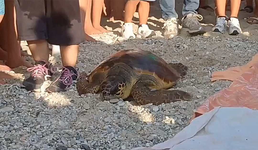 La tartaruga liberata in mare