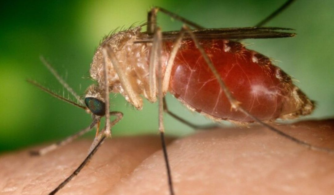 West Nile, farmacista umbra contrae il virus in Basilicata
