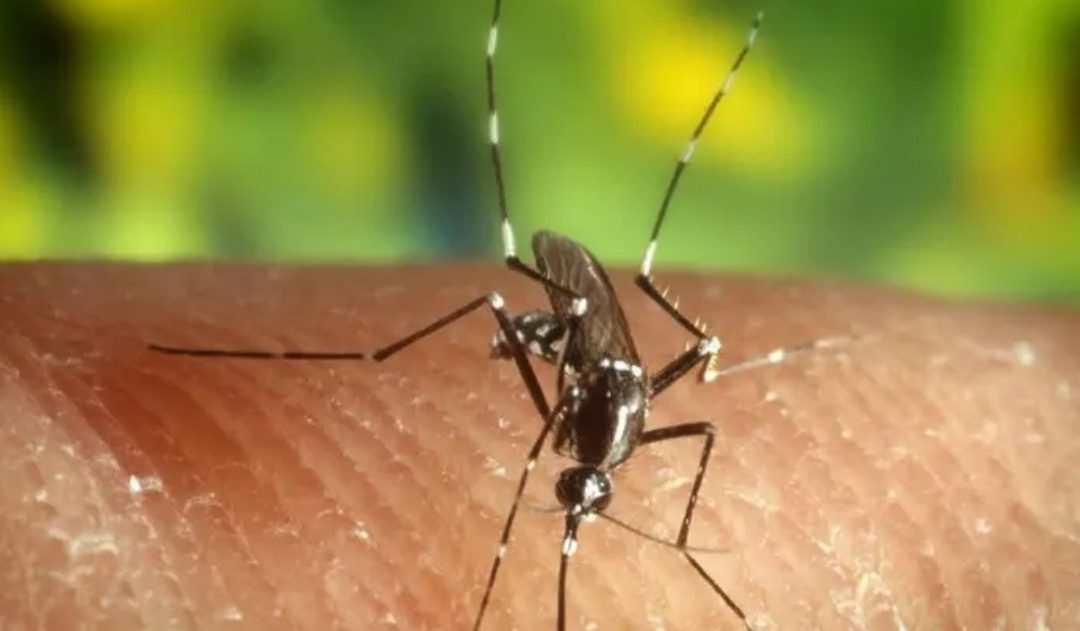 West Nile, secondo caso nel Foggiano: infetto un altro cavallo