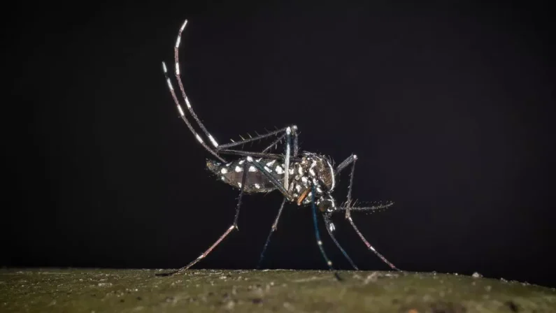 West Nile, in Italia 582 casi confermati e 39 morti