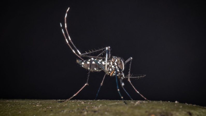 West Nile, da inizio anno 502 casi e 33 morti: ecco i dati completi