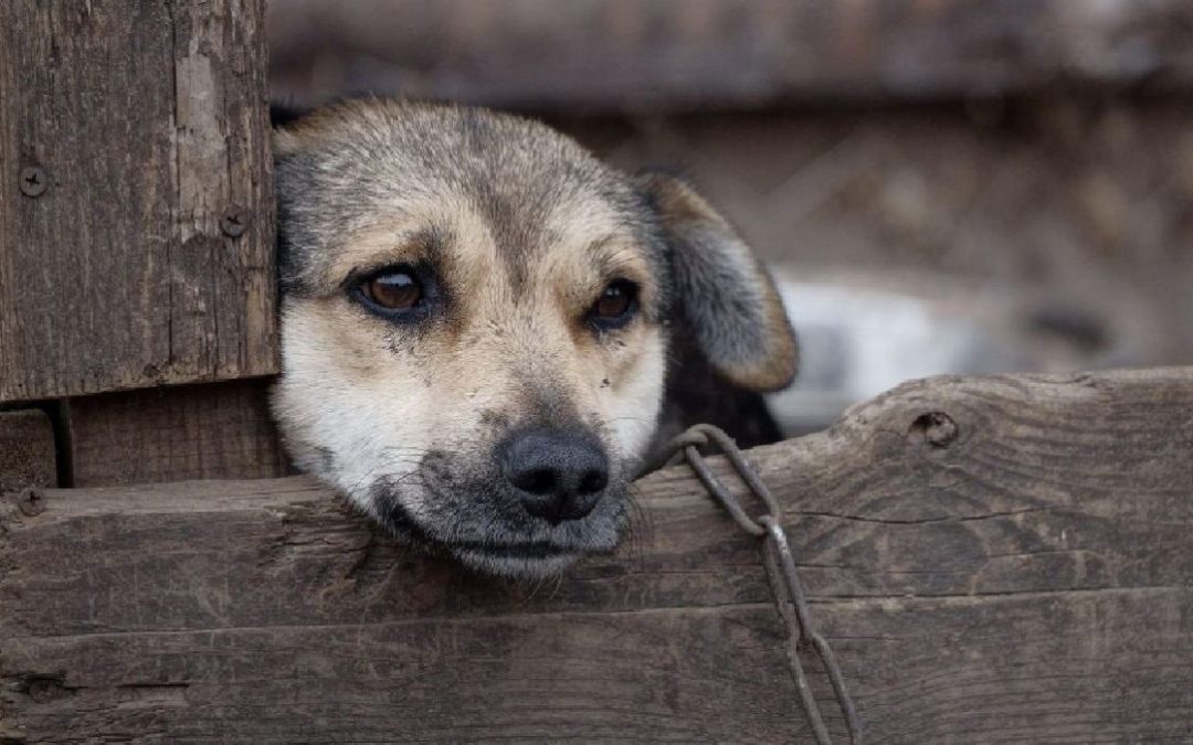 Il sindaco di San Giorgio a Cremano: “Gli animali non si abbandonano”