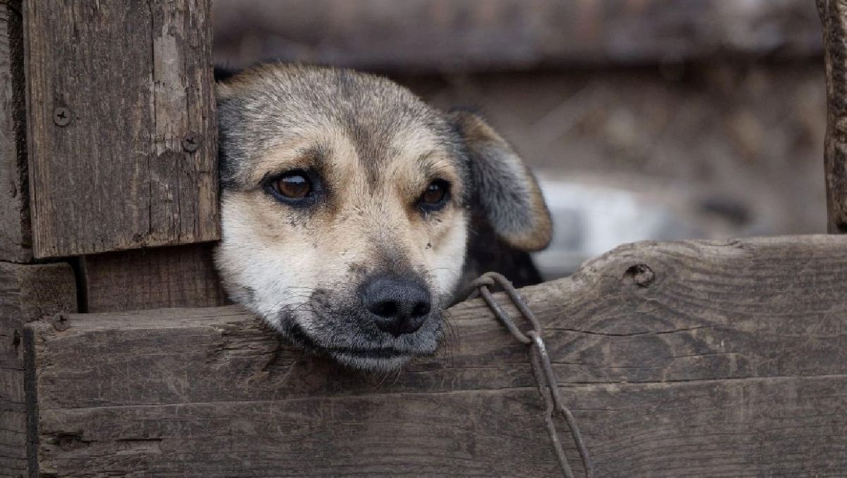 https://www.quotidianodelsud.it/wp-content/uploads/2025/09/animali-abbandonati.jpg