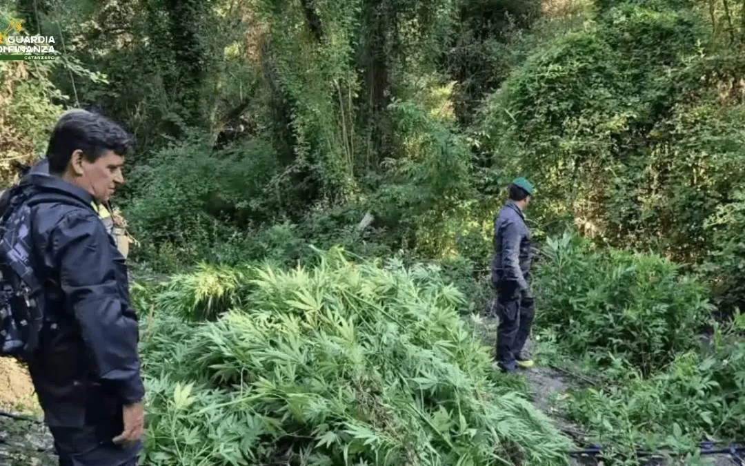 Vaste piantagioni di canapa per 3 milioni di euro, maxi-sequestro nel Catanzarese