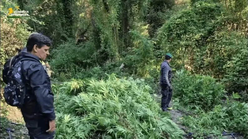 Vaste piantagioni di canapa per 3 milioni di euro, maxi-sequestro nel Catanzarese