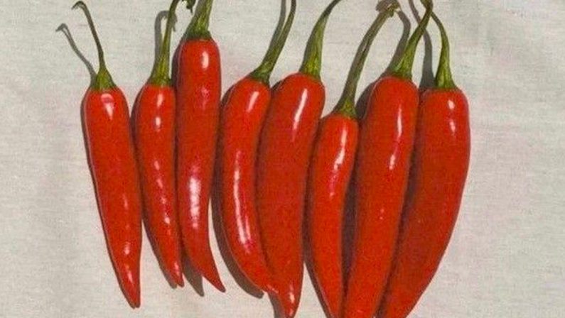 I dialetti degli studenti: la Calabria si incontra all’Unical