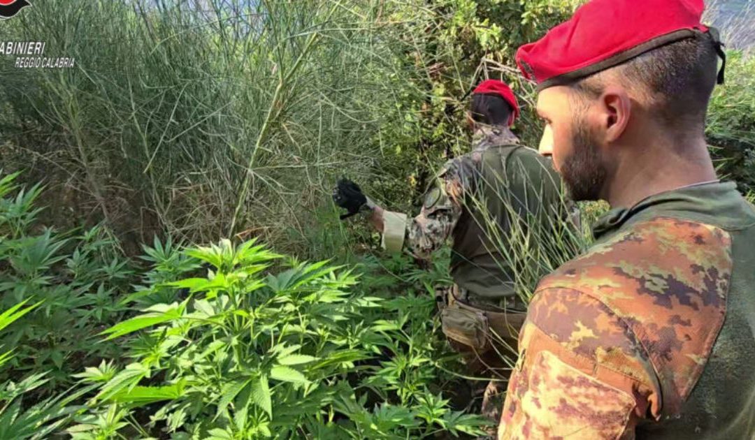 Carabinieri della Compagnia di Palmi in azione in Aspromonte