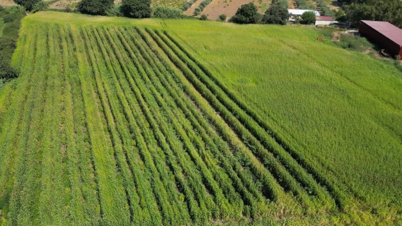 Isola, scoperta mega piantagione di cannabis: un arresto
