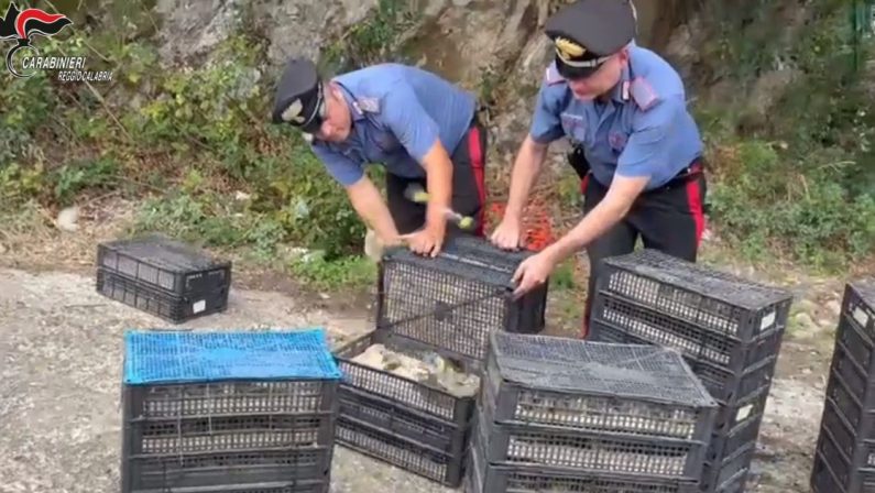 Reggio, in auto con oltre 2mila uccellini protetti, denunciato