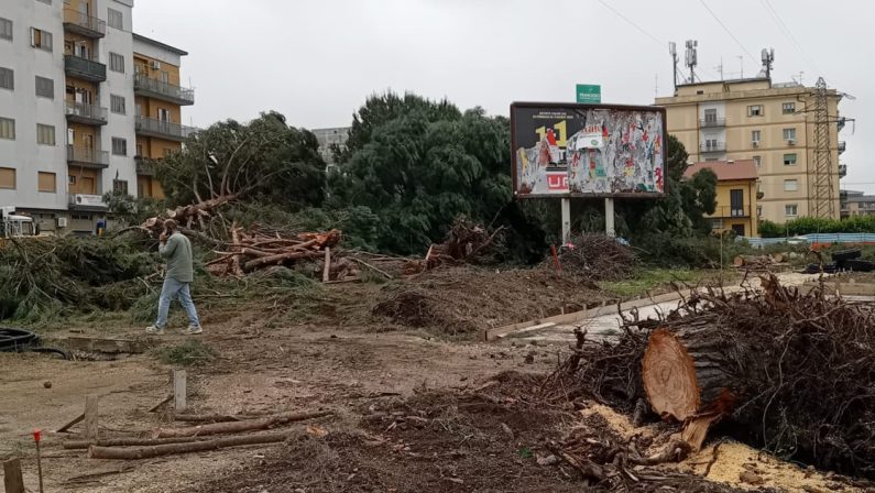 Vibo, taglio dei pini legittimo, il Tar dà ragione al Comune e torto al Wwf