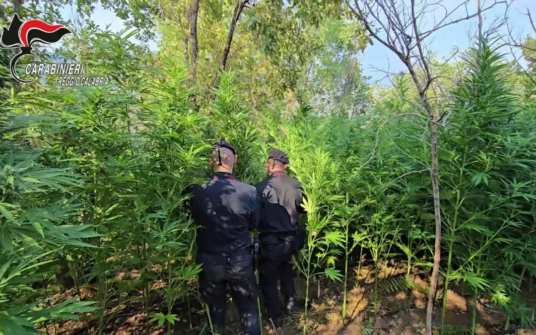 Scoperta una piantagione di cannabis nella locride, due arresti