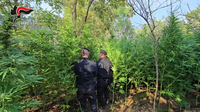 Scoperta una piantagione di cannabis nella locride, due arresti