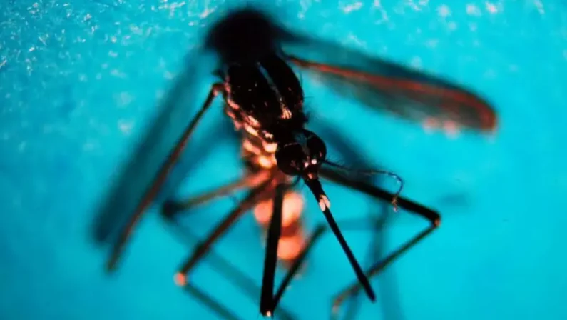 Da inizio anno 718 casi di West Nile in Italia, 49 decessi