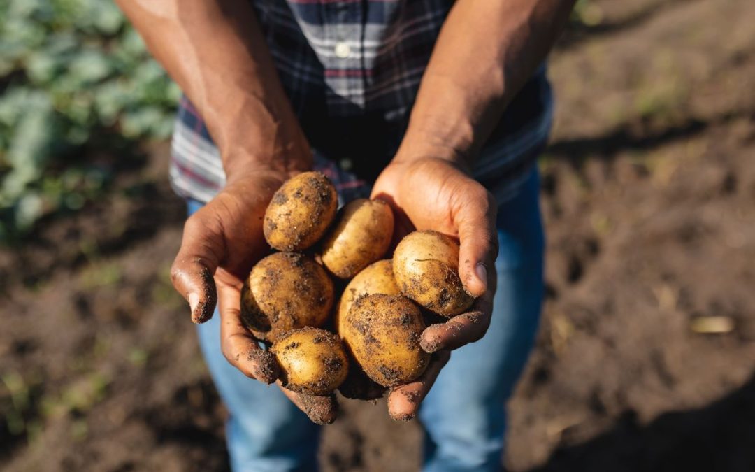 World Food Day, “Potatoes Forever!” celebra la sostenibilità