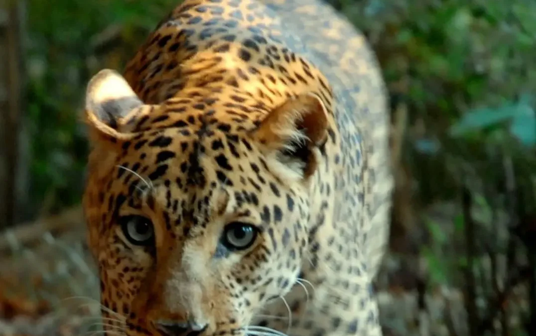 Banca del Fucino entra nella Fondazione Bioparco di Roma