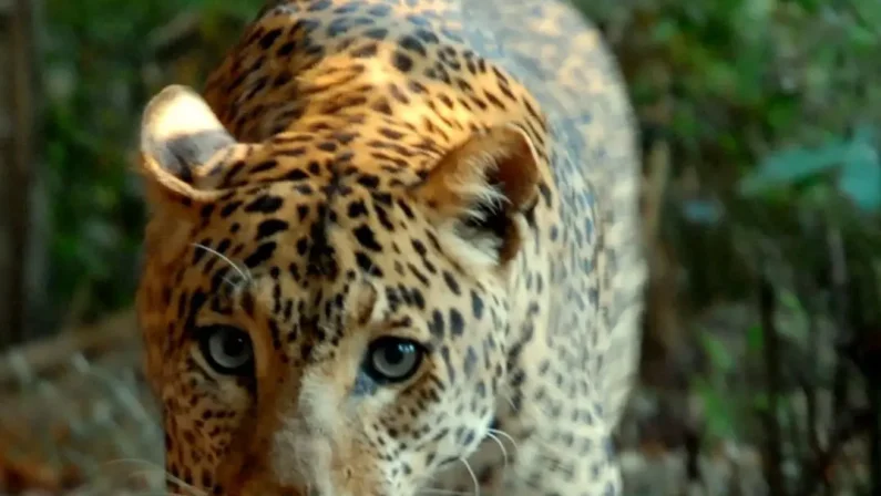Banca del Fucino entra nella Fondazione Bioparco di Roma