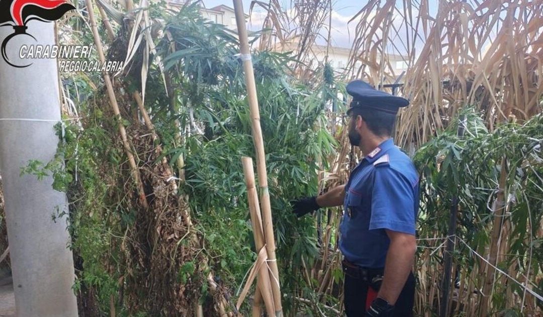 Africo, scoperta piantagione di cannabis: arrestato un uomo ai domiciliari