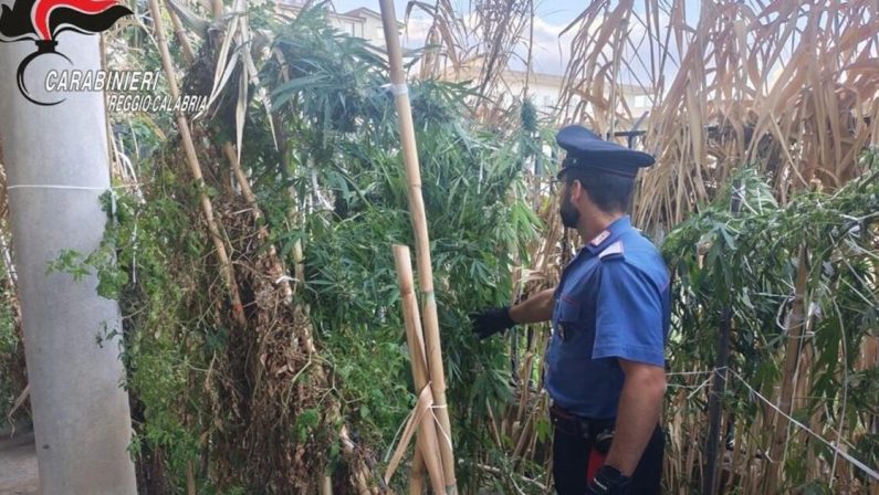 Africo, scoperta piantagione di cannabis: arrestato un uomo ai domiciliari
