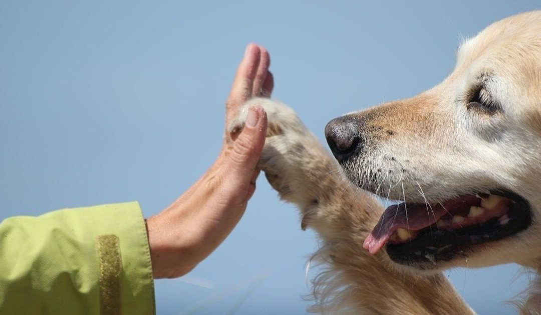 Catanzaro, avvelenati cani specializzati in pet therapy