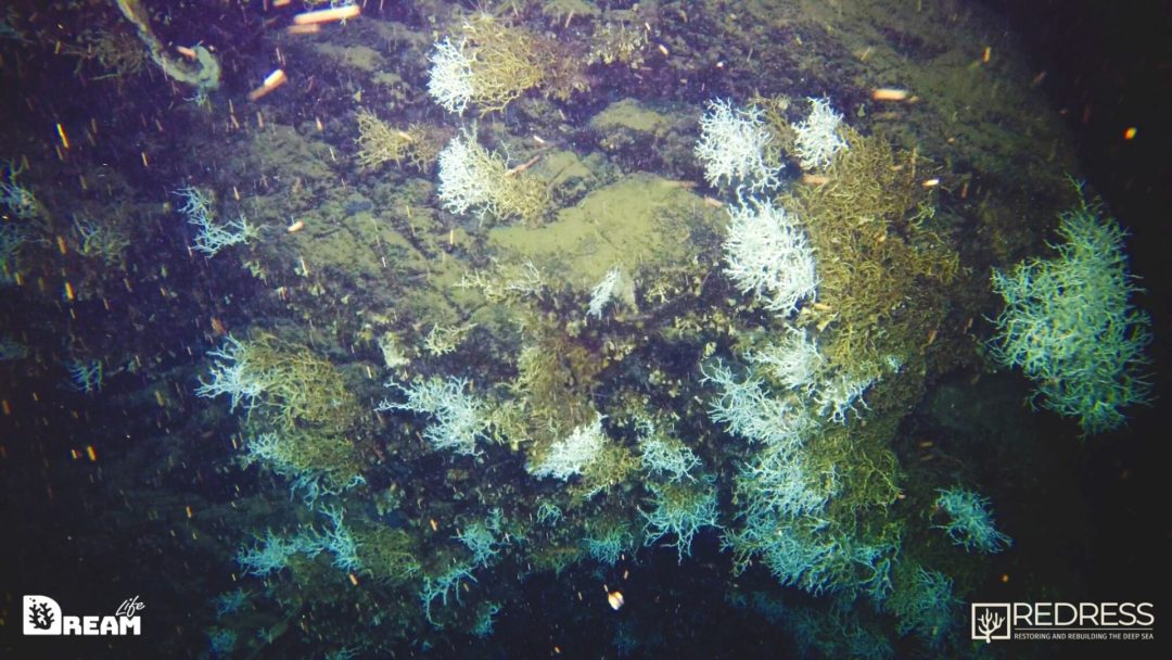 Nel Golfo di Napoli scoperta una grande scogliera corallina a 500 metri di profondità