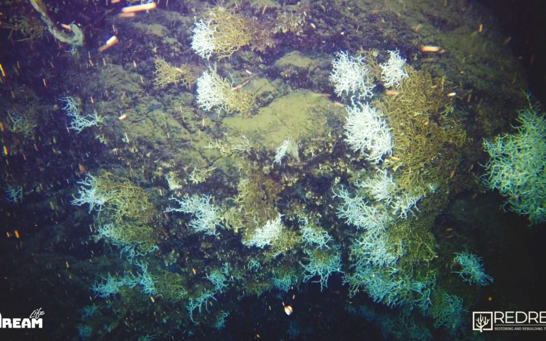 Nel Golfo di Napoli scoperta una grande scogliera corallina a 500 metri di profondità
