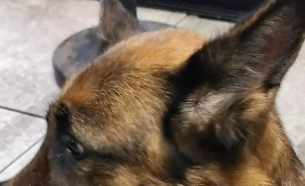 Dog sitter in bici, trascina il cane in catena per 6 km: denuncia nel Napoletano