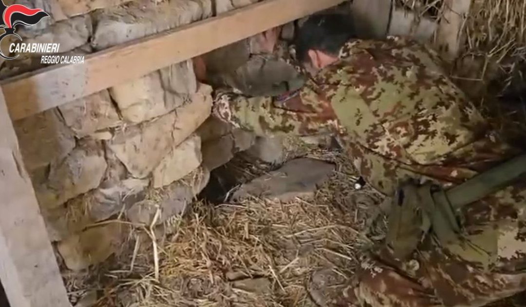Platì, scoperta piantagione di marijuana in bunker sotterraneo