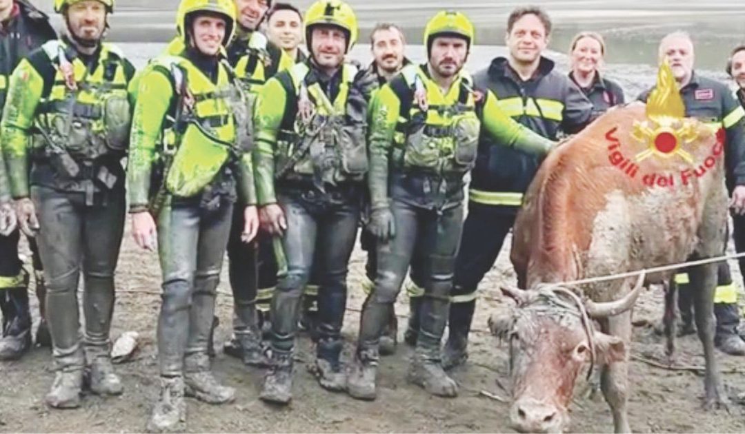 Il salvataggio del bovino dal fango