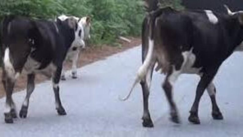 Cittanova, “vacche sacre” al pascolo tra le aiuole della villa