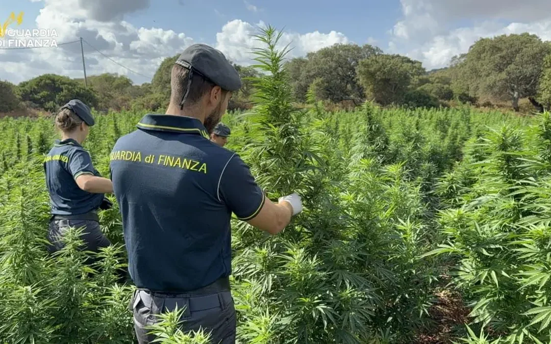 Scoperta nel Sassarese maxi piantagione di marijuana da 4.600 piante