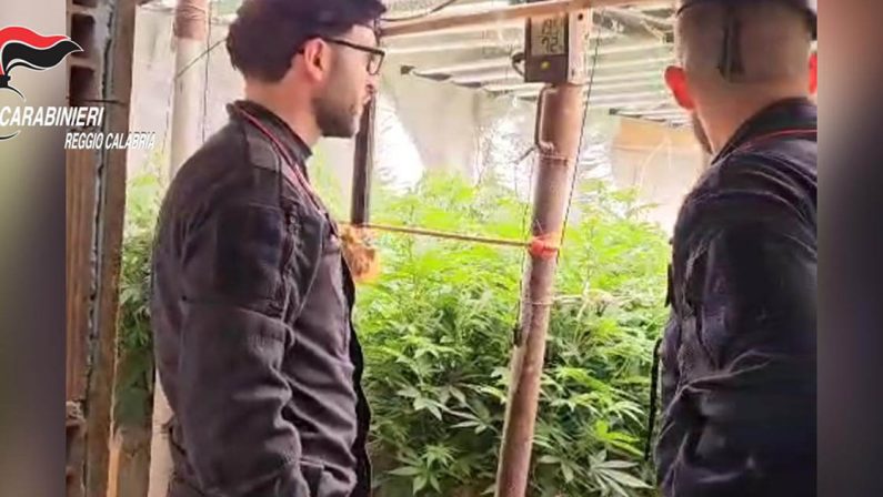 Platì, piantagione di marijuana in bunker sotto una stalla