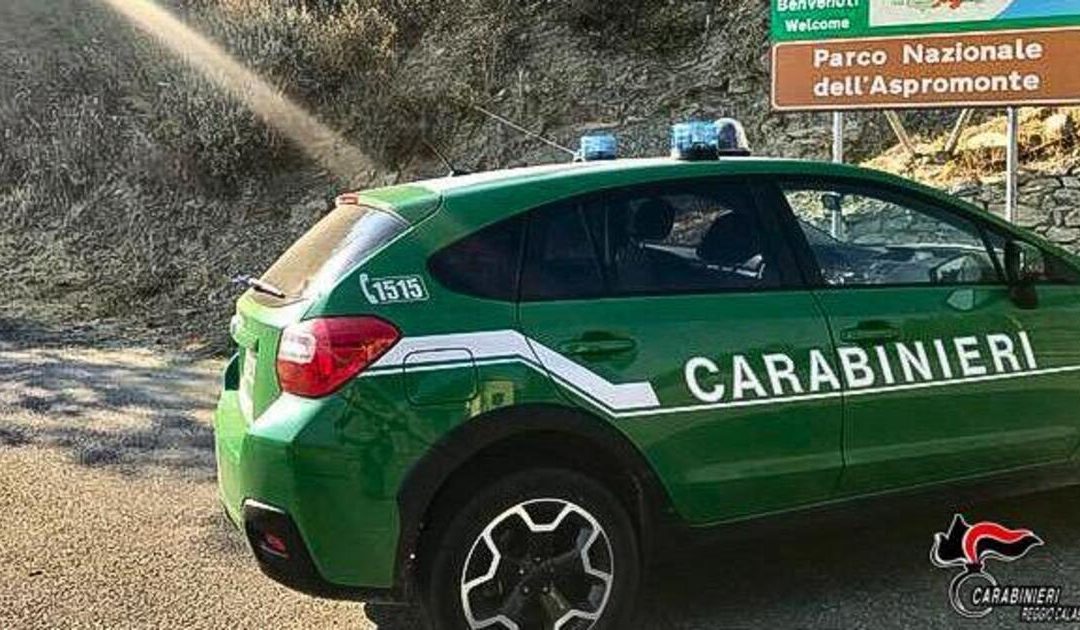 Sorpreso in Aspromonte a cacciare ghiri: uomo denunciato dai carabinieri 