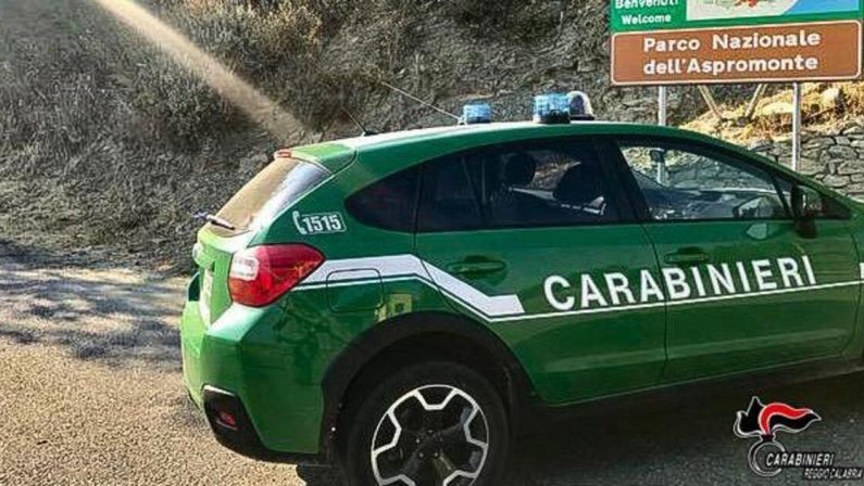 Sorpreso in Aspromonte a cacciare ghiri: uomo denunciato dai carabinieri 