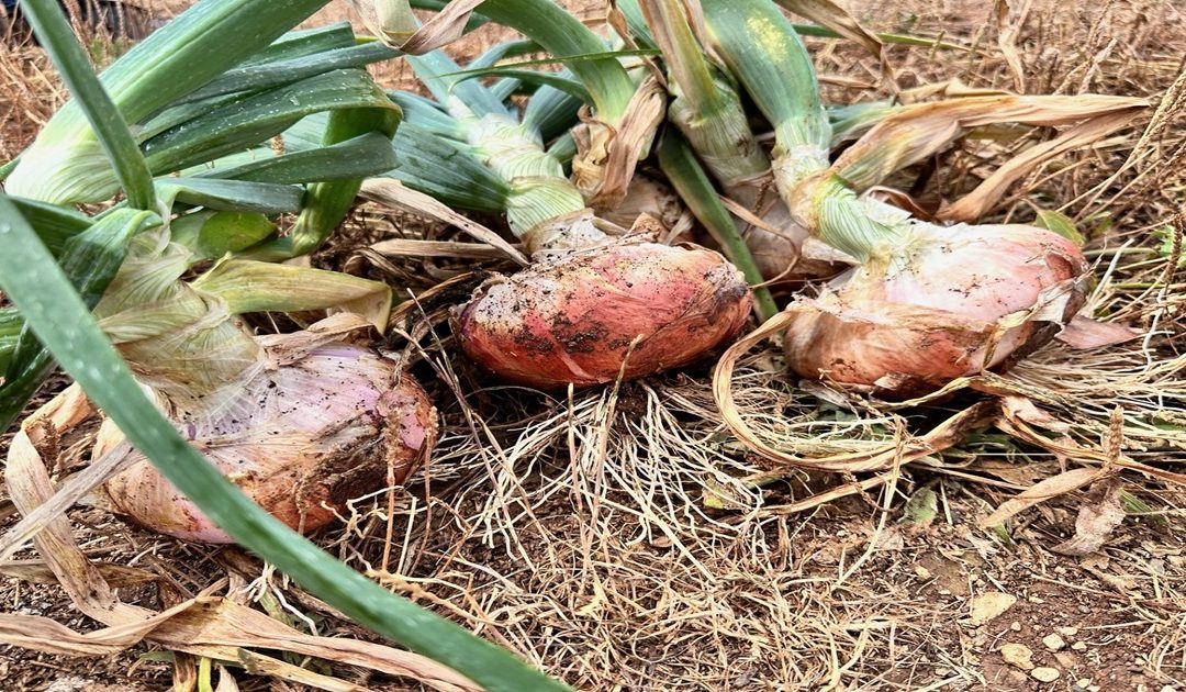 La cipolla di Castrovillari diventa nuovo presidio Slow food