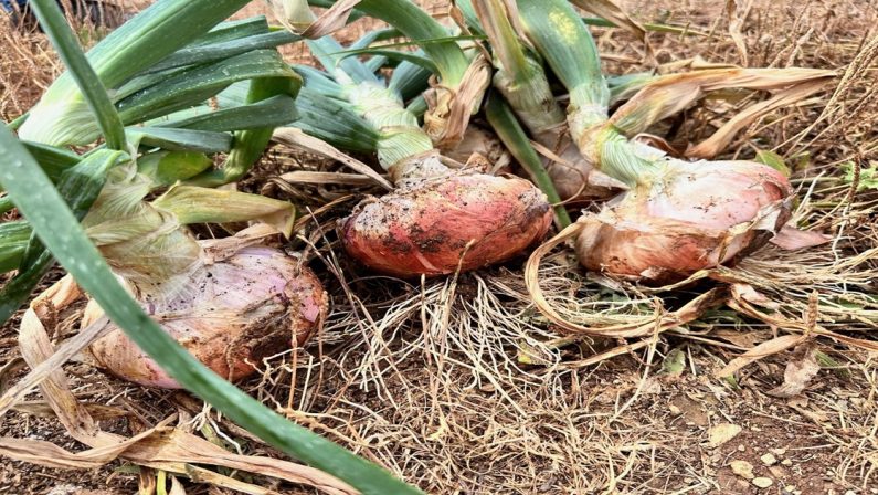 La cipolla di Castrovillari diventa nuovo presidio Slow food