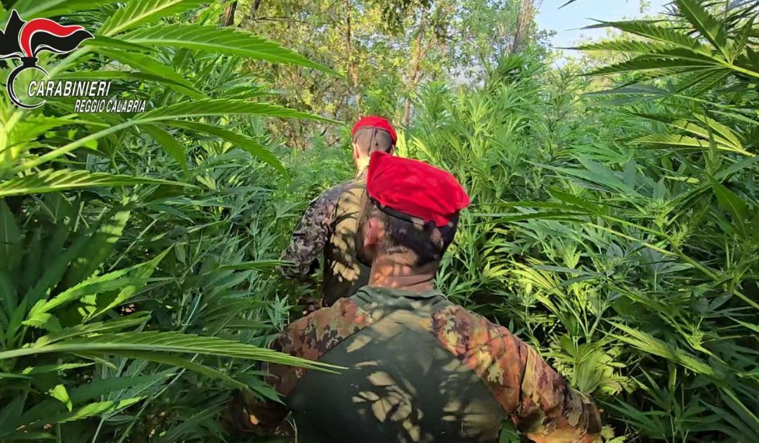 Maxi coltivazione di marijuana nel Reggino, un arresto
