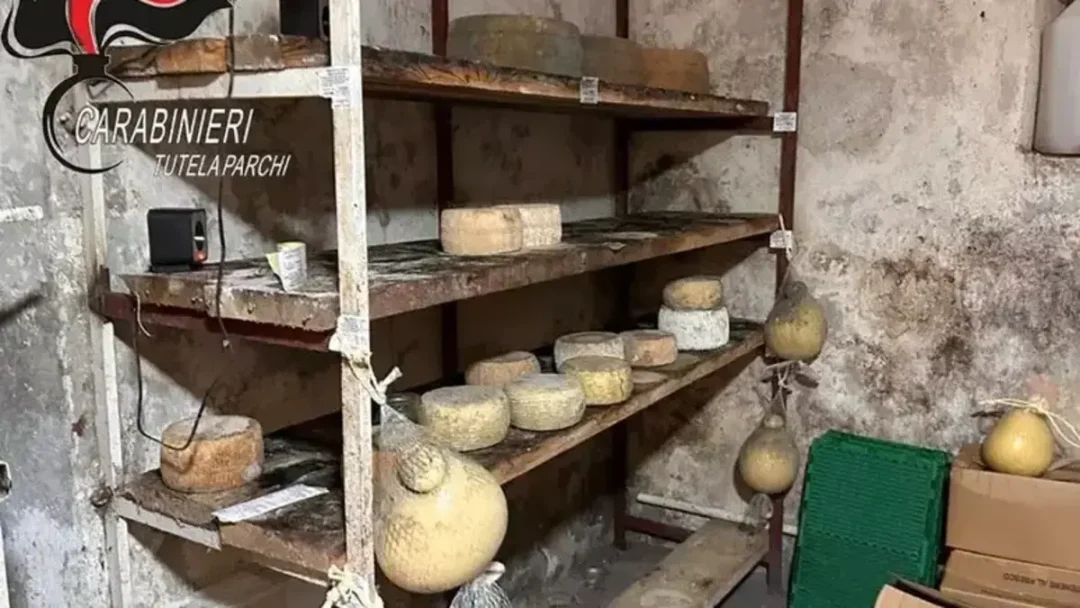 Mormanno: irregolarità igienico-sanitarie, sequestrati 11 quintali di formaggi