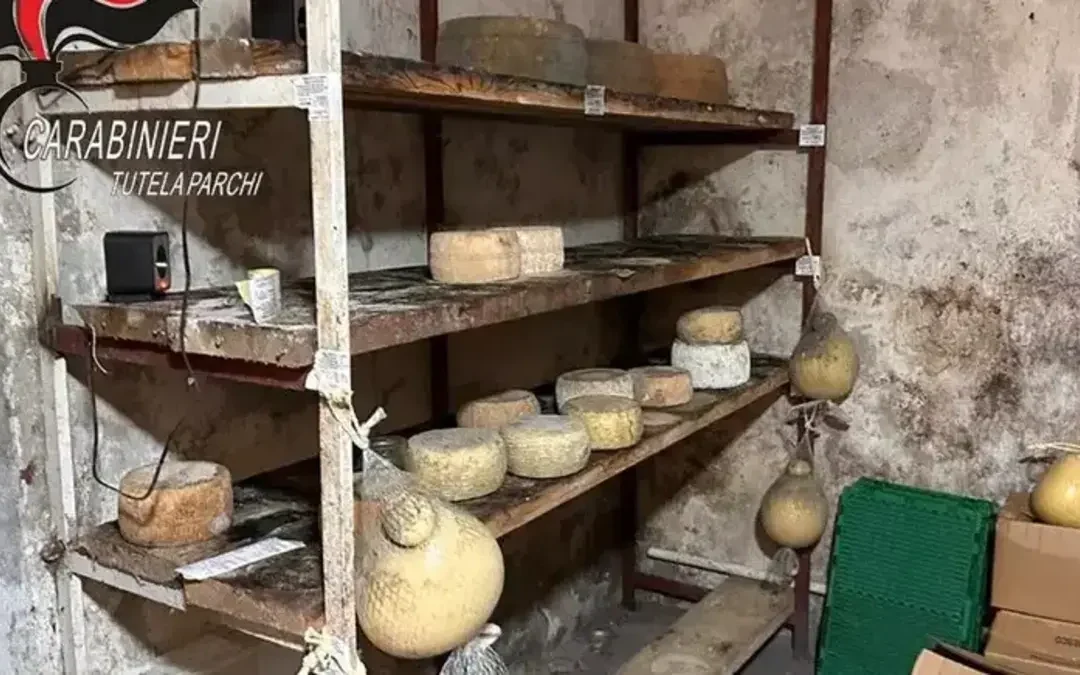 Mormanno: irregolarità igienico-sanitarie, sequestrati 11 quintali di formaggi