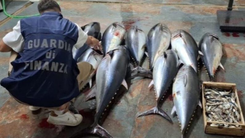 Cirò Marina, sequestrati 270 kg di tonno rosso
