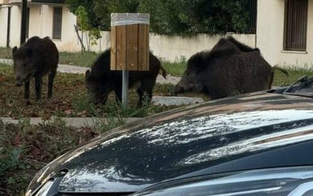 I cinghiali nel parco giochi di Vibo