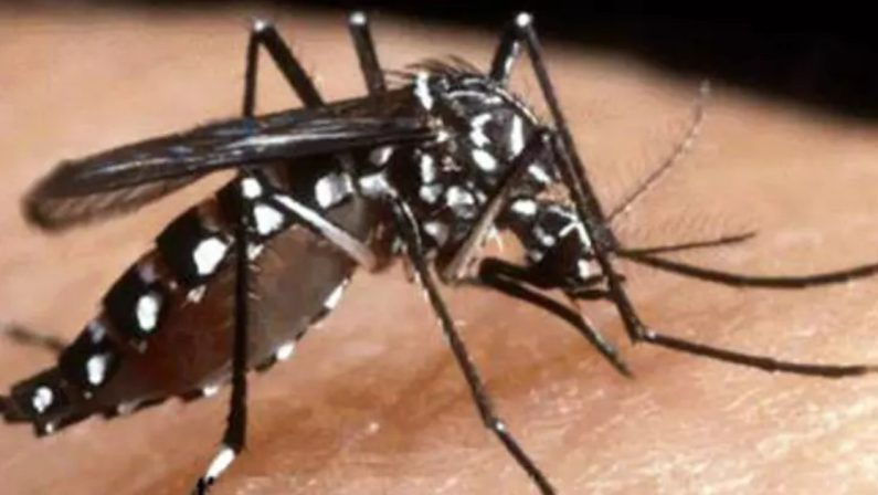 Asl Bari: accertati due casi di virus Chikungunya